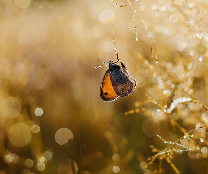 Butterfly Effect